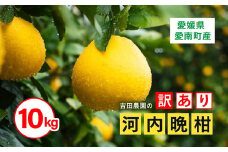 訳あり 河内晩柑10kg（家庭用） ＜柑橘 希少 果物 国産 フルーツ みかん 蜜柑 訳あり 家庭用 和製 グレープフルーツ ブランド 愛媛 果実 ビタミン ＞ ※2025年4月上旬～8月中旬頃に順次発送予定