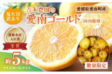 【先行予約】見た目だけが訳あり！吉本農園の木取り完熟愛南ゴールド（河内晩柑）約5kg＜柑橘 希少 果物 国産 フルーツ みかん 蜜柑 訳あり 家庭用 和製 グレープフルーツ ブランド 果実 ビタミン 愛媛県 鬼北町 ＞ ※2025年4月上旬～8月上旬頃に順次発送予定