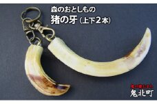 森のおとしもの(3)猪の牙（上下2本）＜インテリア 民芸品 工芸品 オブジェ 天然 牙 イノシシ いのしし 猪 愛媛県 鬼北町＞