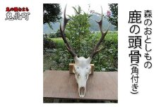 森のおとしもの(4)鹿の頭骨（角付き：中）＜インテリア 民芸品 工芸品 オブジェ 天然 角 鹿 しか シカ 愛媛県 鬼北町＞