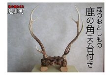 森のおとしもの(5)鹿の角（大）台付き＜インテリア 民芸品 工芸品 オブジェ 角 鹿 しか シカ 愛媛県 鬼北町＞