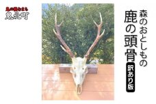 【訳あり】森のおとしもの(6)鹿の頭骨　＜インテリア 民芸品 工芸品 オブジェ 天然 角 鹿 しか シカ 愛媛県 鬼北町＞