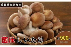 菌床しいたけ 900g（2L～3L）24個 ｜ 肉厚 収穫直後 新鮮 旨味たっぷり 菌床栽培 国産 きのこ キノコ 野菜 料理 食品 産地直送 自宅用 愛媛県鬼北町　※離島への配送不可　※2024年9月上旬～2025年7月下旬頃に順次発送予定