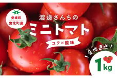 【先行予約】【A品】渡邊さんちのミニトマト 約1kg(6パック) ｜ 愛媛県 鬼北町 株式会社North River マリネ 湯むき パスタ スープ おつまみ 10月 11月 1キロ ベジタブル 果物 トマト　※離島への配送不可　※2025年7月上旬～11月下旬頃に順次発送予定