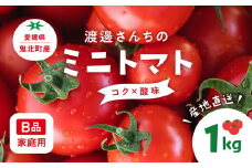 【先行予約】【B品】渡邊さんちのミニトマト 約1kg(6パック) ｜ 愛媛県 鬼北町 株式会社North River マリネ 湯むき パスタ スープ おつまみ 10月 11月 1キロ ベジタブル 果物 トマト　※離島への配送不可　※2025年7月上旬～11月下旬頃に順次発送予定