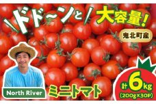 【市場出荷サイズ！】渡邊さんちのミニトマト 約6kg（30パック） | 愛媛県 鬼北町 株式会社North River マリネ 湯むき パスタ スープ おつまみ 11月 ベジタブル 果物 トマト 野菜ランキング ※離島への配送不可 ※2025年11月上旬頃より順次発送予定