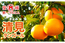 第一マルエムの清見タンゴール 5kg 発送期間：3月中旬～3月下旬