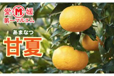 先行予約 第一マルエム の 甘夏 10kg 柑橘 フルーツ 愛媛みかん ポンカン 文旦 河内晩柑 温州みかん ブラッド オレンジ ネーブル せとか なつみ 蜜柑 みかん 檸檬 果物 果実 ジューシー 数量限定 さっぱり 甘い 愛媛県 愛南町