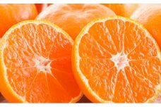 温州みかん 10kg 発送期間:11月下旬～12月下旬