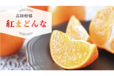 先行予約 紅まどんな 5kg 発送期間: 2024年12月上旬～12月下旬 柑橘 フルーツ くだもの 果実 みかん 高級柑橘 高級みかん サイズミックス 不揃い JA 紅マドンナ まどんな マドンナ 愛香28号 ブランド柑橘 ブランドみかん 愛媛県オリジナル ゼリー 贈答 プレゼント 贈り物 ギフト 年末 期間限定 愛媛県 愛南町 えひめ南農業協同組合 南宇和柑橘選果場