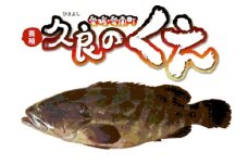 久良 の くえ 1尾 （ 2.5kg 台） 52000円 鍋 1匹 刺身 刺し身 養殖 取り寄せ お取り寄せ 鮮魚 冷蔵 高級魚 クエ鍋 くえ鍋 クエ 魚 海鮮 鮮魚 海鮮鍋 久良漁業協同組合 愛南町 愛媛県
