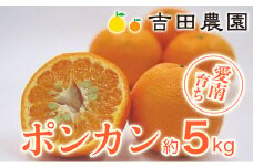 先行予約 ポンカン 約5kg みかん 蜜柑 オレンジ 温州みかん 文旦 河内晩柑 デコポン 不知火 せとか 紅まどんな なつみ はるか レモン ブラッドオレンジ  ネーブル 果物 果実 フルーツ ゼリー ジュース 甘い ジューシー ビタミン 美容 健康 プレゼント ギフト 贈答 愛媛県 愛南町 吉田農園 