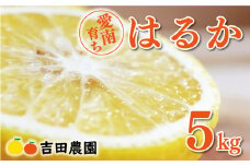 数量限定 先行予約 はるか 5kg 10000円 みかん mikan 蜜柑 ミカン 国産 産地直送 農家直送 期間限定 特産品 ゼリー ジュース アイス 等に 人気 限定 フルーツ 果物 柑橘 甘い おいしい ジューシー お取り寄せ ギフト プレゼント サイズ ミックス 愛南町 愛媛県 吉田農園