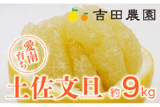 先行予約 土佐文旦 9kg 14000円 みかん 文旦 ぶんたん 国産 産地直送 農家直送 期間限定 数量限定 ビタミン 特産品 人気 限定 さわやか 甘い フルーツ 果物 果実 柑橘 蜜柑 糖度 果樹園 おいしい 愛媛 みかん ブランド オレンジ 大小 サイズ ミックス ゼリー ジュース マーマレード 人気 限定 果肉 歯ごたえ 先行 予約 事前 受付 愛南町 愛媛県 吉田農園