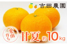 甘夏 10kg 11000円 みかん あまなつ 夏みかん グレープフルーツ だいだい 事前 予約 受付 産地直送 国産 農家直送 糖度 果樹園 期間限定 数量限定 特産品 ゼリー マーマレード ピール ジュース デザート 人気 甘い おいしい フルーツ 果物 柑橘 蜜柑 愛南町 愛媛県 吉田農園