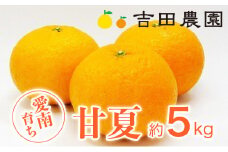 【2026年3月中旬頃発送】【先行予約】甘夏 5kg 7000円 みかん あまなつ 夏みかん グレープフルーツ だいだい 産地直送 国産 農家直送 糖度 果樹園 期間限定 数量限定 特産品 ゼリー マーマレード ピール ジュース デザート 人気 甘い おいしい フルーツ 果物 柑橘 蜜柑 愛南町 愛媛県 吉田農園