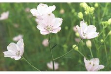 さくらひめ生花