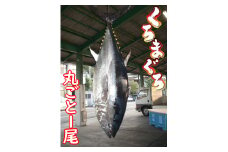 久良のクロマグロ　丸ごと１尾！