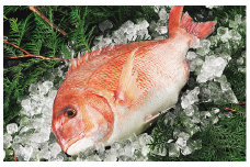 真鯛 ～3枚卸済み～  愛媛産 真鯛  新鮮 アラ 冷蔵 愛媛県  皮引き 兜 かぶと煮 国産 魚介 特産品 愛南町 魚介類 海産物 鮮魚 養殖 産地直送 海鮮 ブランド まだい 鯛 刺身 塩焼き 煮付け 酒蒸し カルパッチョ 鯛飯 鯛しゃぶ 鯛めし 鯛茶漬け 鯛漬け お正月 お祝い 年末 年始 紅白 めでたい 真空 パック あら炊き カマ 柵 ハレの日 お食い初め 3枚おろし 簡単