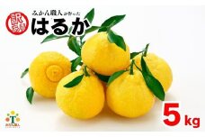 先行受付 訳あり はるか 5kg 【発送時期 1月中旬～3月】 なくなり次第終了 柑橘 かんきつ 期間限定 みかん 蜜柑 冬 糖度 みかん職人武田屋