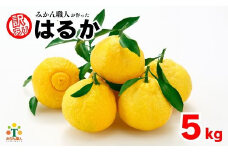 先行受付 訳あり はるか 5kg なくなり次第終了 柑橘 かんきつ 期間限定 みかん 蜜柑 冬 糖度 みかん職人武田屋
