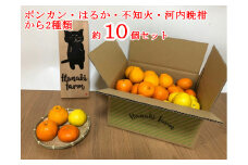 【訳あり】はなきファームのバイオ農法 みかん お楽しみセット 約10個 発送期間：2月末～4月上旬