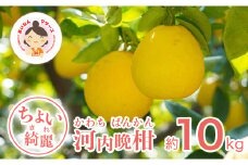 【ちょいキレ】あいなんマザーズの河内晩柑10kg 発送期間：4月上旬～8月上旬 (なくなり次第終了)