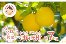 【ちょいキレ】あいなんマザーズの河内晩柑7kg 発送期間：4月上旬～8月上旬 (なくなり次第終了)