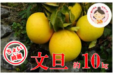 【ちょいキレ】あいなんマザーズの文旦10kg 発送期間：２月中旬～４月上旬