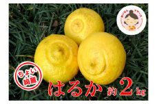 【ちょいキレ】あいなんマザーズのはるか2kg 発送期間：１月中旬～３月中旬