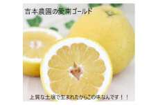 定期便 3回 5月～7月 家庭用 河内晩柑 5.5kg×3 みかん 蜜柑 愛南ゴールド 果物 柑橘 フルーツ ジュース ゼリー アイス 美容 健康 愛媛県 愛南町