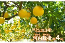 先行予約 贈答用 河内晩柑4kg みかん 蜜柑 愛南ゴールド グレープフルーツ 果物 フルーツ 柑橘 ゼリー ジュース ギフト 贈答 プレゼント 贈り物 ビタミン 健康 美容 愛媛 愛南町 みかんの山祥  発送期間: 2024年4月10日～8月10日 (なくなり次第終了)