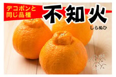 先行予約 訳あり 不知火5kg  清家ばんかんビレッジ みかん 蜜柑 デコポン 清見 きよみ ポンカン 柑橘 果物 フルーツ 柑橘 糖度 ビタミン 健康 美容 愛媛 愛南 発送:2024年2月10日～4月10日(なくなり次第終了)