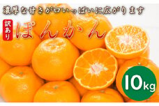 先行予約 訳あり 減農薬 ポンカン 10kg 10000円 サイズミックス サイズ混合 不揃い 傷 新鮮 蜜柑 愛媛 みかん 産地 産直 文旦 ぶんたん 河内晩柑 温州みかん ブラッド オレンジ ネーブル せとか なつみ レモン 檸檬 ぽんかん グレープフルーツ みかん 柑橘 果物 フルーツ 果実 ジューシー 甘い ビタミン 美容 健康 国産 愛南フルーツ 愛媛県 愛南町 