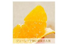 宝紅 まどんな 愛果 試28号 約1.5kg 約8玉 吉本農園 減農薬 除草剤不使用 有機肥料使用 果物 フルーツ 柑橘 みかん 蜜柑 愛媛県 愛南町 発送期間: 12月10日～12月26日