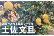 数量限定 訳あり 井上さんの 土佐文旦 10kg 文旦 ぶんたん みかん 蜜柑 mikan 柑橘 かんきつ 果物 くだもの フルーツ サイズミックス 不揃い 発送期間：2025年1月下旬～