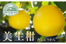 先行予約【贈答用】美生柑（みしょうかん）「愛南産の河内晩柑」約3.5キロ入り(約9～12個)   ばんかん フルーツ 果物 くだもの 文旦 晩生柑 愛媛 みかん 蜜柑 mikan 愛南 ご当地 ブランド 国産 産地 直送 ゼリー マーマレード デザート フルーツアイランド マルエム直販 愛媛県 愛南町 配送期間:2025年3月上旬～6月上旬 (なくなり次第終了)