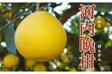 家庭用 河内晩柑 樹齢 30年以上 7.5kg （ サイズ ミックス ） 10000円 みかん mikan 蜜柑 ミカン かわちばんかん 愛南ゴールド あいなん ゴールド 文旦 派生 グレープフルーツ 和製 産地直送 国産 農家直送 期間限定 数量限定 特産品 ゼリー ジュース アイス 等に 人気 さわやか 甘い フルーツ 果物 柑橘 規格外 小玉 含む 果樹園みどり 愛南町 愛媛県