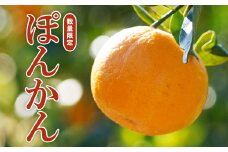 果樹園みどりのぽんかん10kg（家庭用ミックス）発送期間：2月上旬～3月末