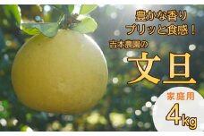 【先行受付】 土佐文旦 4kg【発送:3月上旬～なくなり次第】 文旦 柑橘 みかん 規格外 小玉 少量 大容量 キズ 傷 家庭用 訳あり 愛媛県 愛南町 吉本農園  