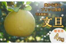 【先行受付】 贈答用 土佐文旦 4kg【発送:3月上旬～なくなり次第】 文旦 柑橘 みかん 規格外 小玉 少量 大容量 キズ 傷 家庭用 訳あり 愛媛県 愛南町 吉本農園
