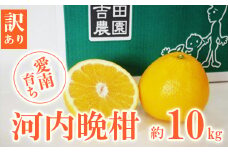 訳あり 河内晩柑 10kg 12000円 みかん わけあり かわちばんかん 愛南ゴールド あいなん ゴールド 夏 文旦 グレープフルーツ 和製 家庭用 産地直送 国産 農家直送 期間限定 数量限定 ビタミン 健康 おいしい 特産品 ゼリー ジュース 人気 限定 さわやか 甘い フルーツ 果物 柑橘 蜜柑 規格外 吉田農園 愛南町 愛媛県