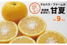 訳あり 甘夏 9kg サイズミックス 7000円 みかん 愛媛 ミカン mikan 蜜柑 わけあり あまなつ 夏みかん だいだい 家庭用 産地直送 国産 農家直送 減農薬 期間限定 数量限定 特産品 ゼリー マーマレード ピール ジュース デザート 等に 人気 限定 おいしい さわやか 果実 果肉 美味しい 小玉 含む フルーツ 果物 柑橘 規格外 マルハラファーム 愛南町 愛媛県