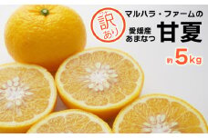 【訳あり】 マルハラファーム 甘夏 5kg 発送期間: 3月初旬～5月末