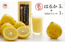 【訳あり】あいなんマザーズの完熟はるか５kg＋はるかジュース１本セット
