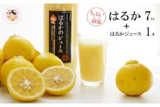 【ちょいキレ】あいなんマザーズの完熟はるか７kg＋はるかジュース１本セット　発送期間：3月下旬～