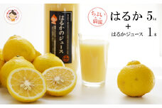 【ちょいキレ】あいなんマザーズの完熟はるか５kg＋はるかジュース１本セット 発送期間：3月下旬～