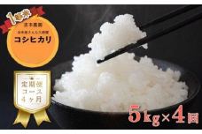 定期便 4回 令和 5年 お米 5kg 吉本農園 米 おこめ 白米 国産 コシヒカリ ブランド 炊きたて 冷めても 美味しい 旨味 甘み 愛媛県 愛南町 産 産地 直送 産直