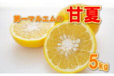 先行予約 甘夏 秀品 5kg 減農薬 柑橘 フルーツ 愛媛みかん ポンカン 文旦 河内晩柑 温州みかん ブラッド オレンジ ネーブル せとか なつみ 蜜柑 みかん 檸檬 果物 果実 ジューシー 数量限定 さっぱり 甘い 第一マルエム 愛媛県 愛南町 