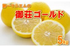 先行予約 御荘ゴールド (河内晩柑) 秀品 5kg  減農薬 柑橘 フルーツ 愛媛みかん ポンカン 文旦 河内晩柑 温州みかん ブラッド オレンジ ネーブル せとか なつみ 蜜柑 みかん 檸檬 果物 果実 ジューシー 数量限定 さっぱり 第一マルエム 愛媛県 愛南町